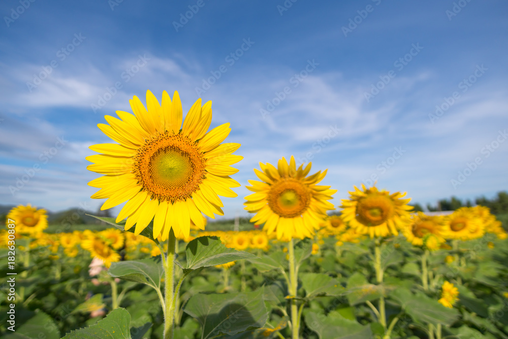 Sunflower with a sky background. with copy space for your text message Sunflower with a sky background. with copy space for your text message