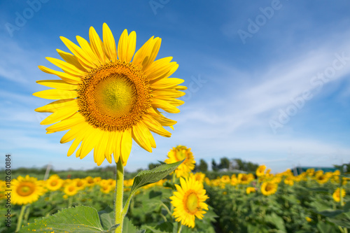 Sunflower with a sky background. with copy space for your text message