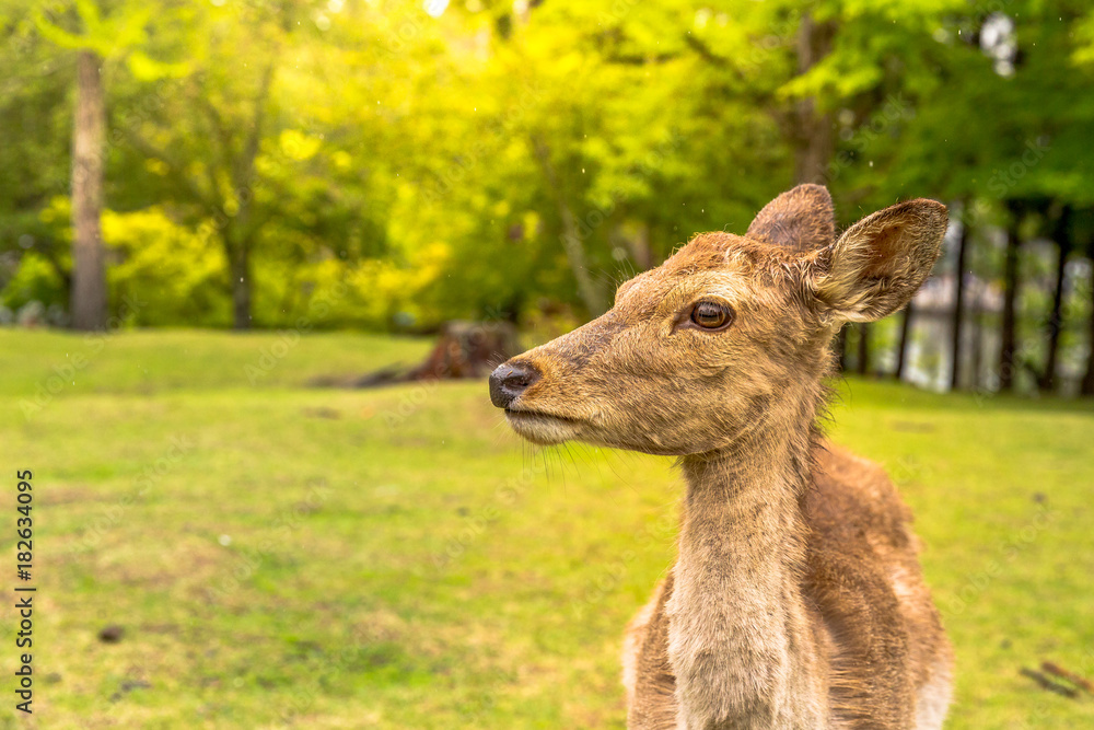 Portrait of Nara deer in Nara, Japan. Popular wild deer in Nara Park, a public park where over 1,200 wild sika rotates freely and are considered a natural monument. Blurred background. Portrait of Nara deer in Nara, Japan. Popular wild deer in Nara Park, a public park where over 1,200 wild sika rotates freely and are considered a natural monument. Blurred background.