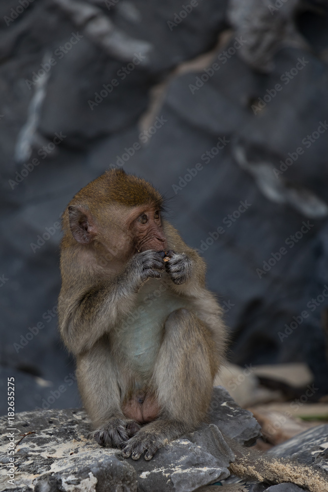 Monkey eating 