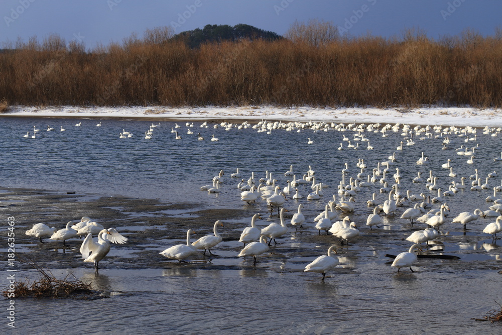 白鳥の群れ　Flock of swans / Sakata, Yamagata, Japan