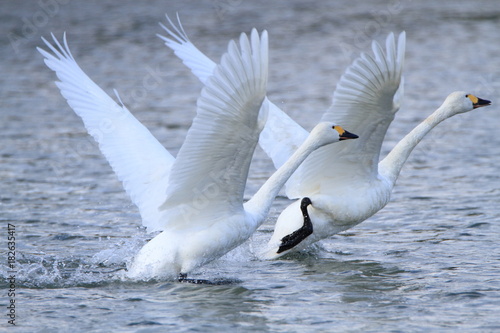 助走する白鳥　Swans take off  © tera