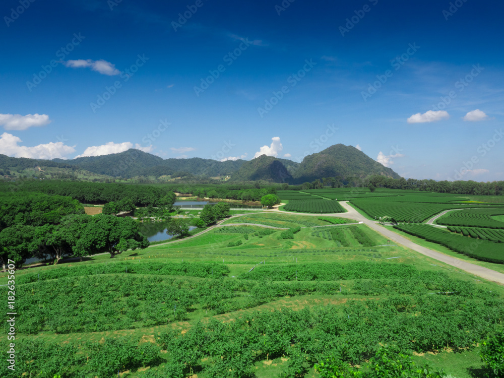 Panorama Green tea plantation landscape, Chiang Rai, Thailand.