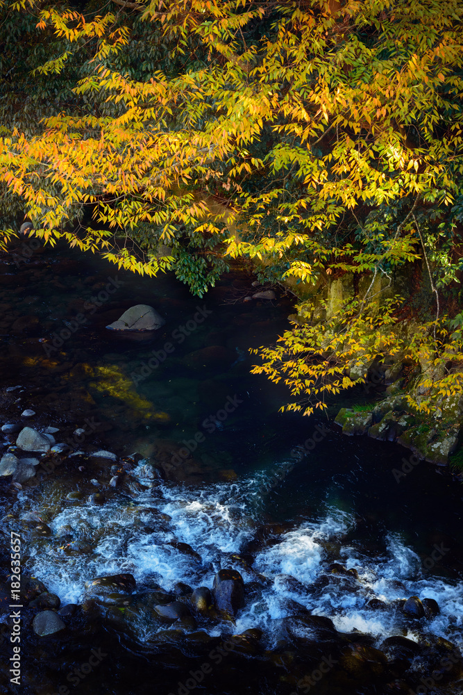 川と木々、晩秋の風景。