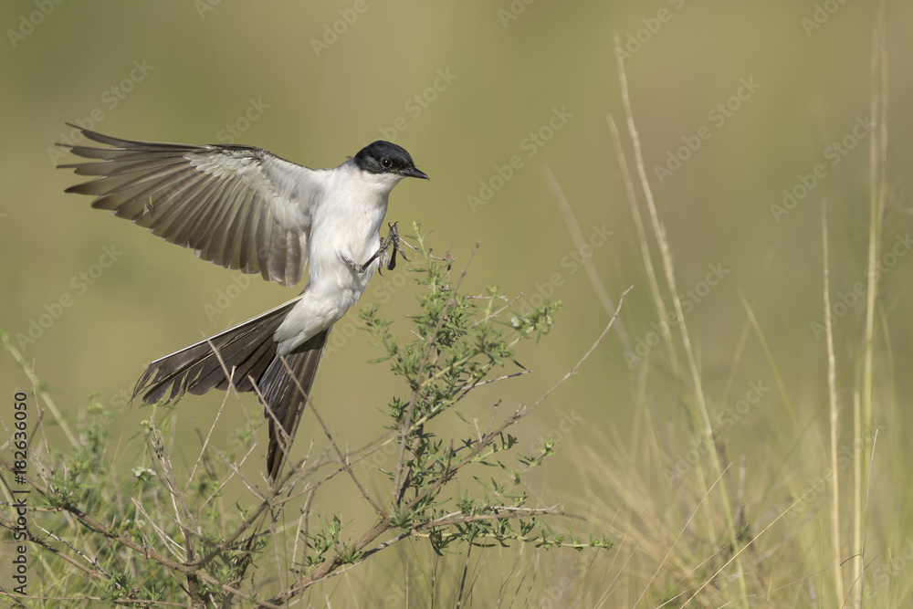 Obraz premium Tijereta