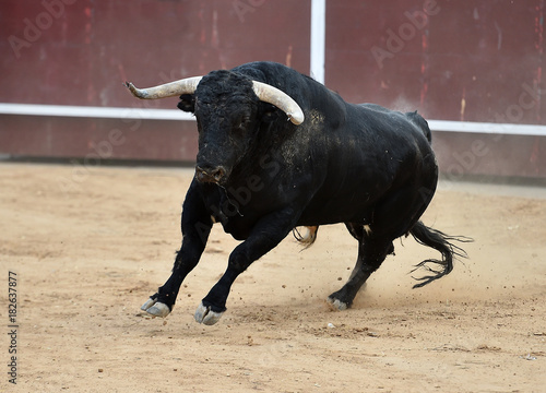 bull spanish