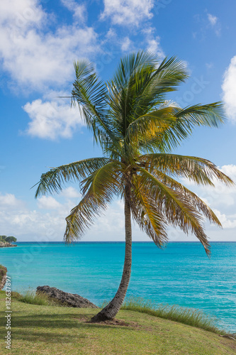 Fototapeta Naklejka Na Ścianę i Meble -  Barbados Coastline with Beautiful Torquise Water and Palm Tree