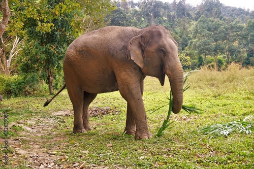 Eating happy elephant in Thailand on a farm