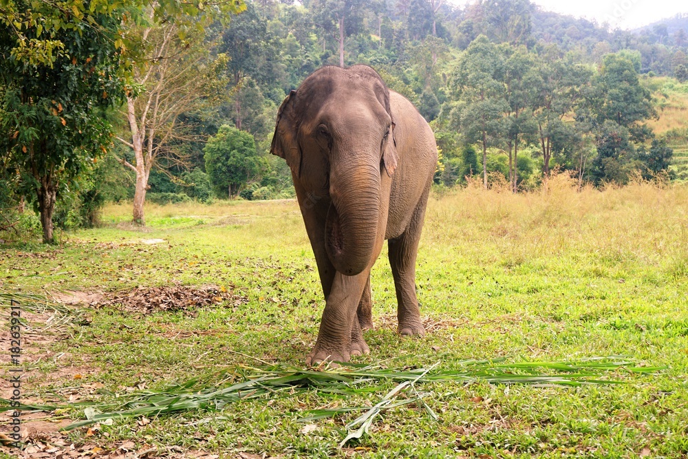 Fototapeta premium Elephant in Thailand looking into camera posing