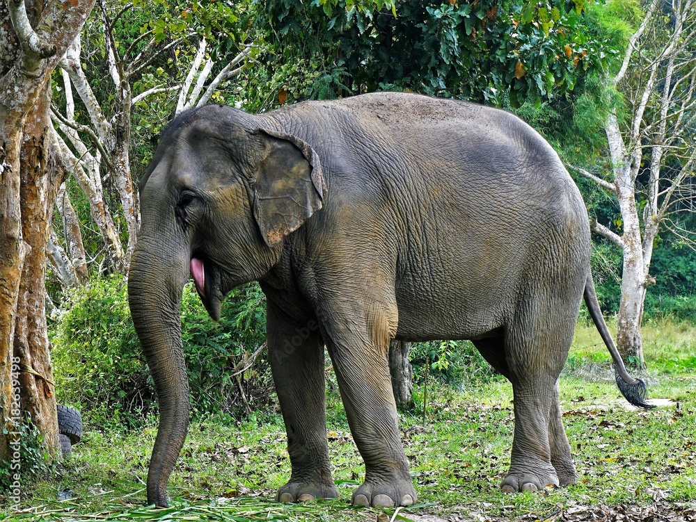 Fototapeta premium Laughing elephant in Thailand