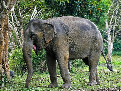 Laughing elephant in Thailand