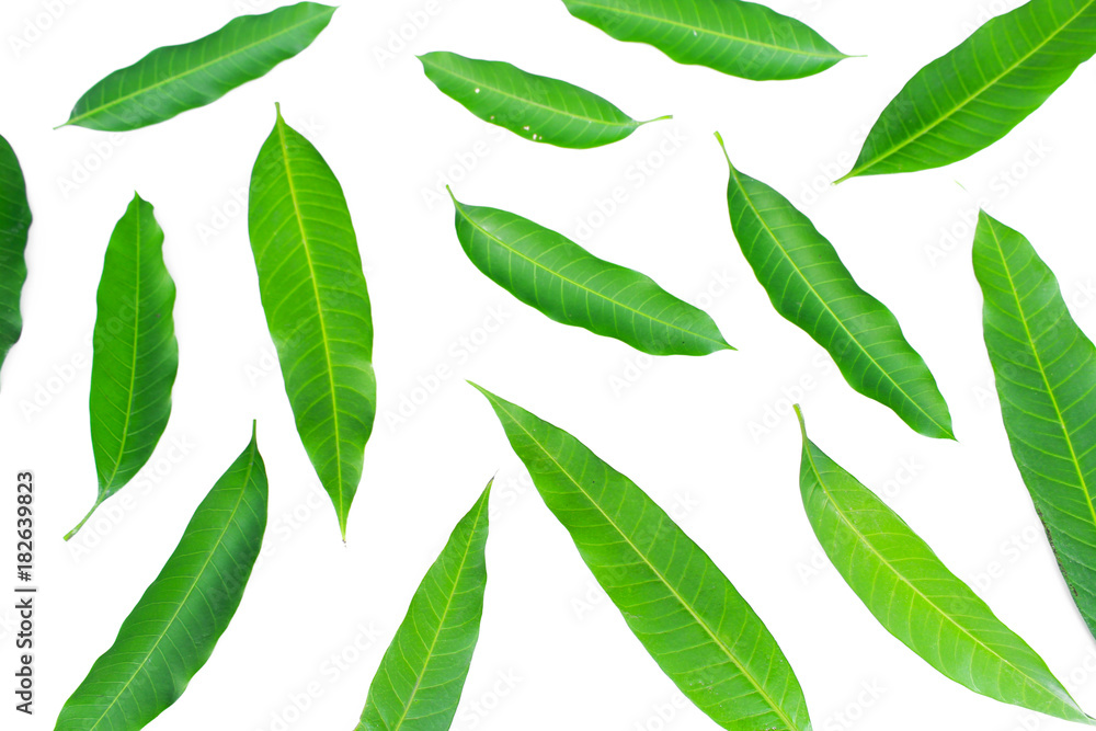 Fresh green mango leaf on white background Fresh green mango leaf on white background
