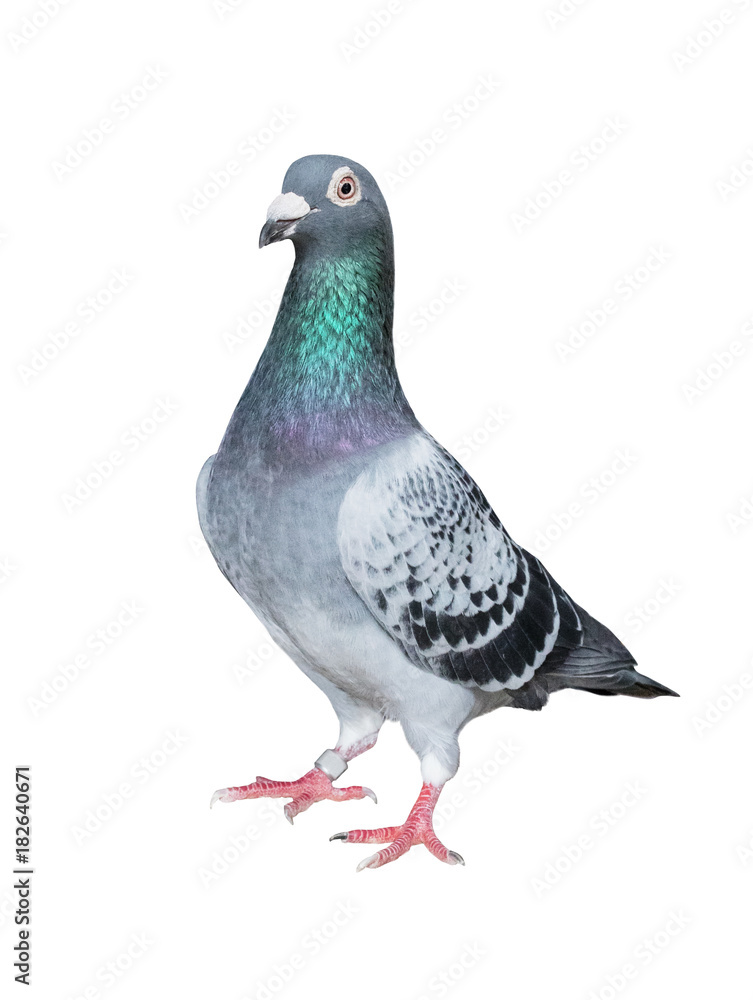 full body of homing pigeon bird isolated white background