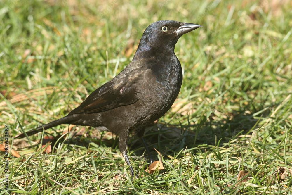 Fototapeta premium Female Common Grackle (quiscalus quiscula)