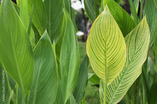 Leaves of canna indica