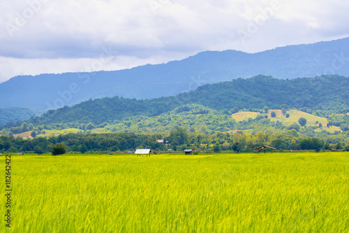 Green rice fields with mountains stacked in the background.