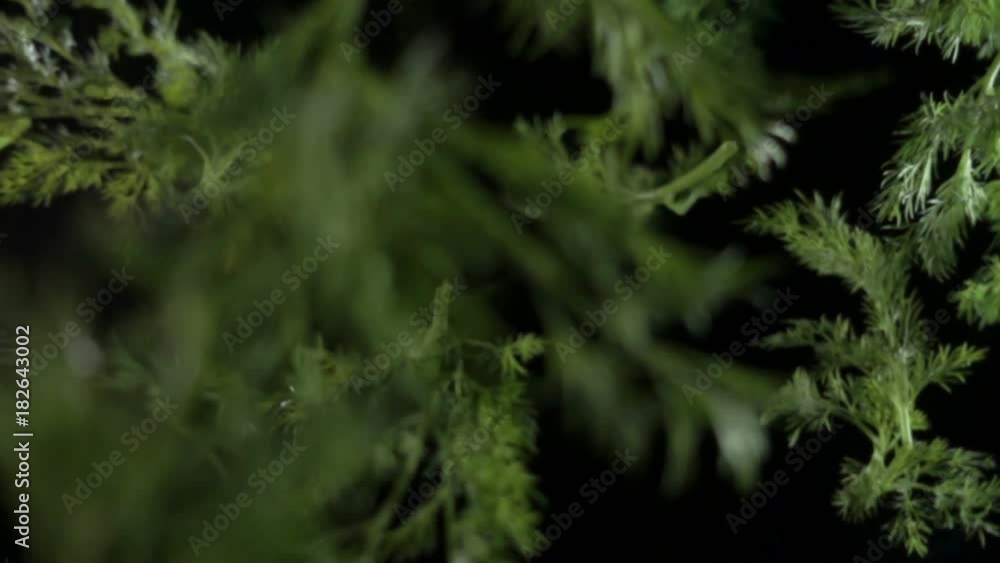 lettuce leaf falling on a black surface in slow motion lettuce leaf falling on a black surface in slow motion