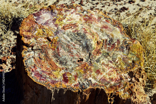 Cross section of petrified wood in Rainbow Forest of Arizona