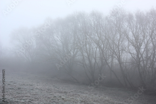 Willows in a fog./Outlines of high willows are washed away in a strong fog. The grass under trees is covered by hoarfrost.