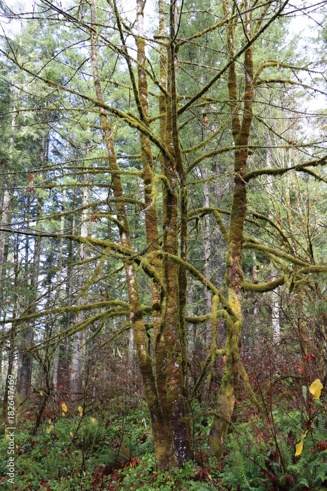 Obraz premium Keeping it Green