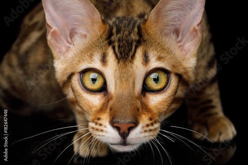 Fototapeta Naklejka Na Ścianę i Meble -  Close up Portrait of Stare Bengal Kitten on isolated on Black Background, front view