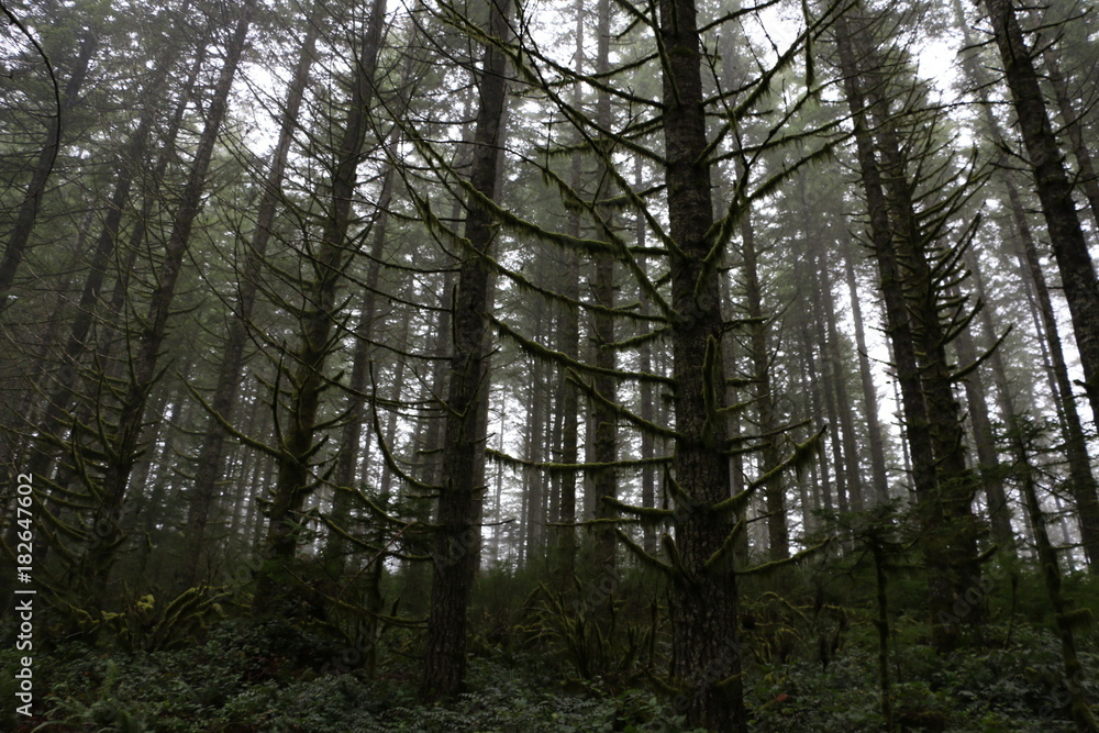 Forest Through the Trees Forest Through the Trees