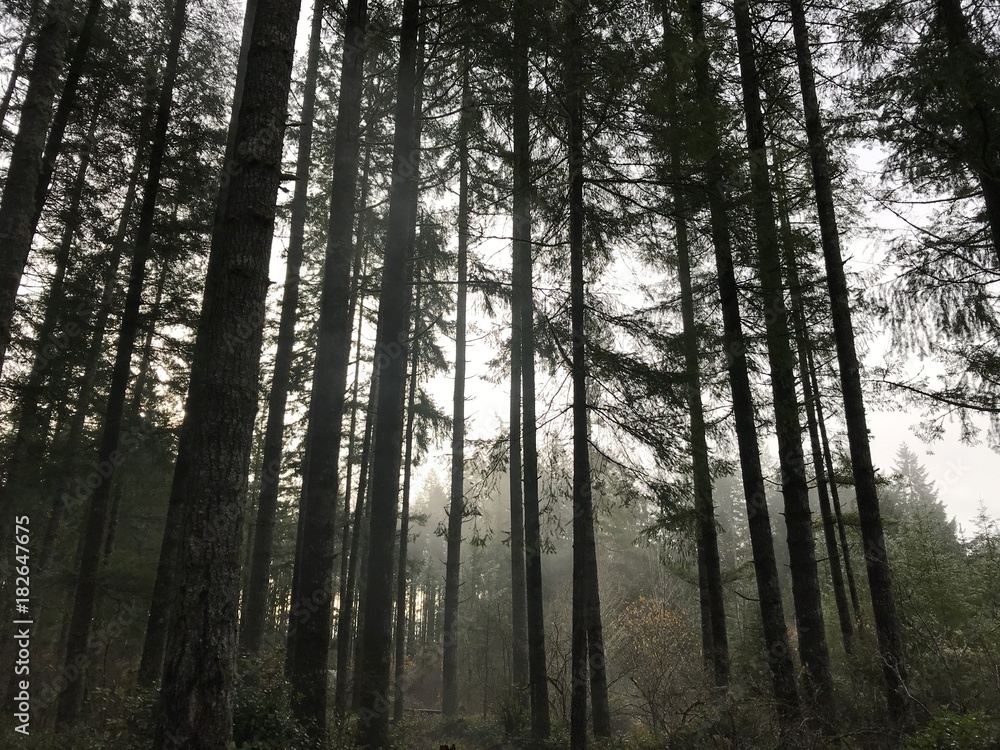 Obraz premium Daybreak 