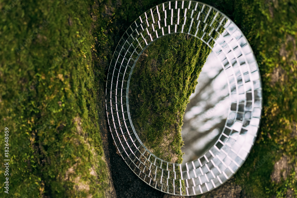 mirror reflecting tree trunk covered in moss