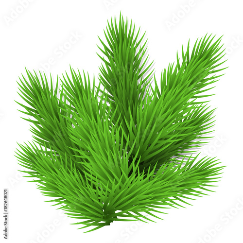 Green lush spruce branch. Isolated on white vector illustration