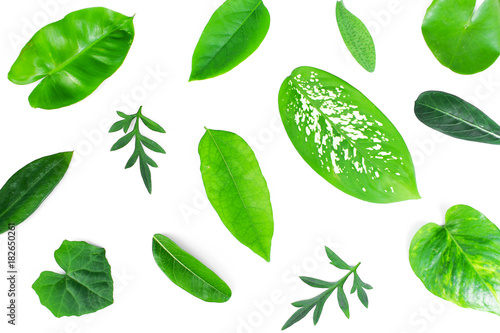 different tropical green leaves on white background