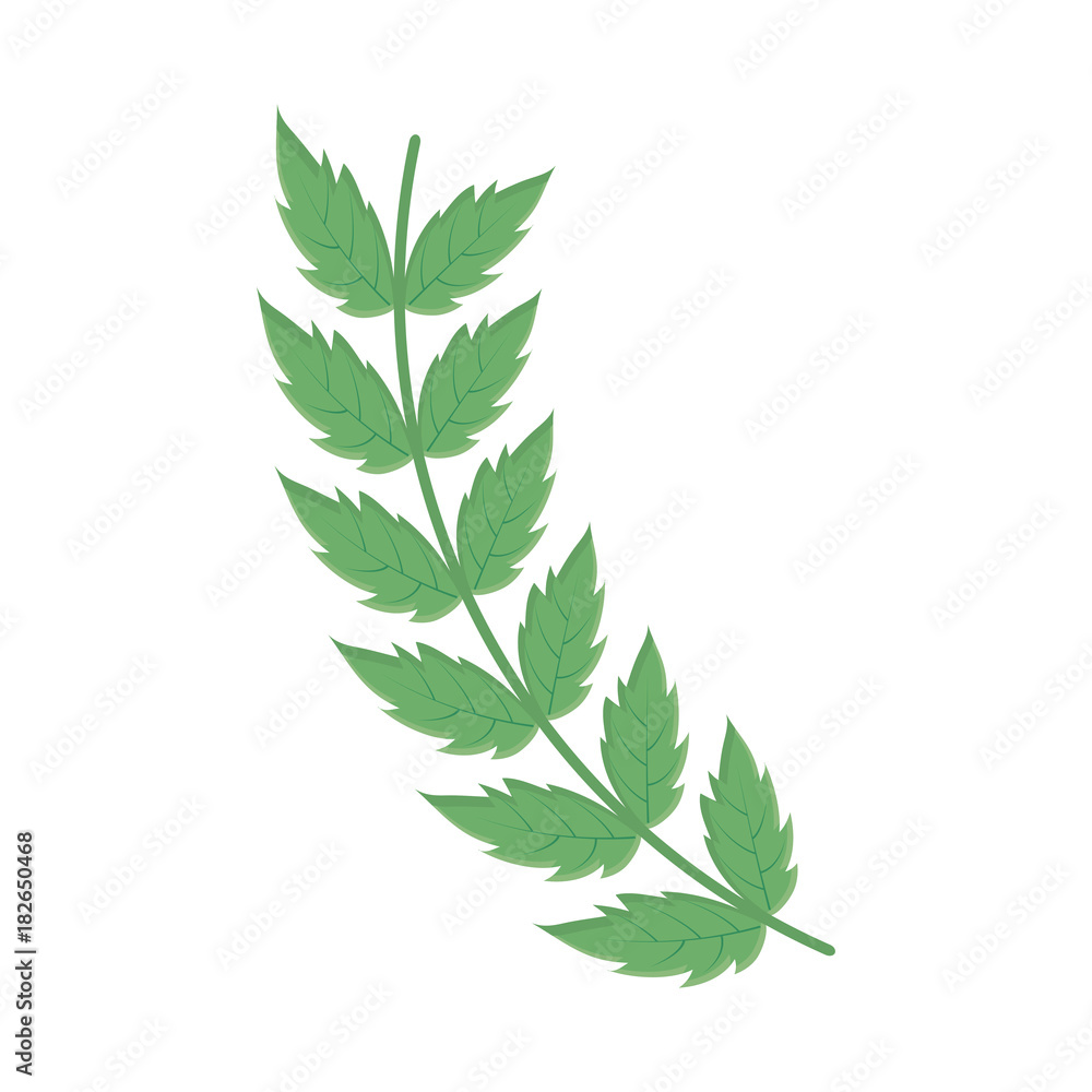 leaves vector illustration leaves vector illustration