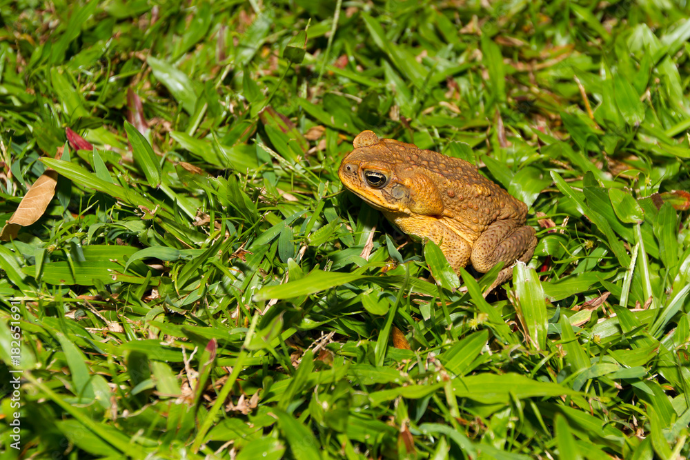 Large Cane Toad on the Hawaiian Island of Maui in the early summer months Large Cane Toad on the Hawaiian Island of Maui in the early summer months