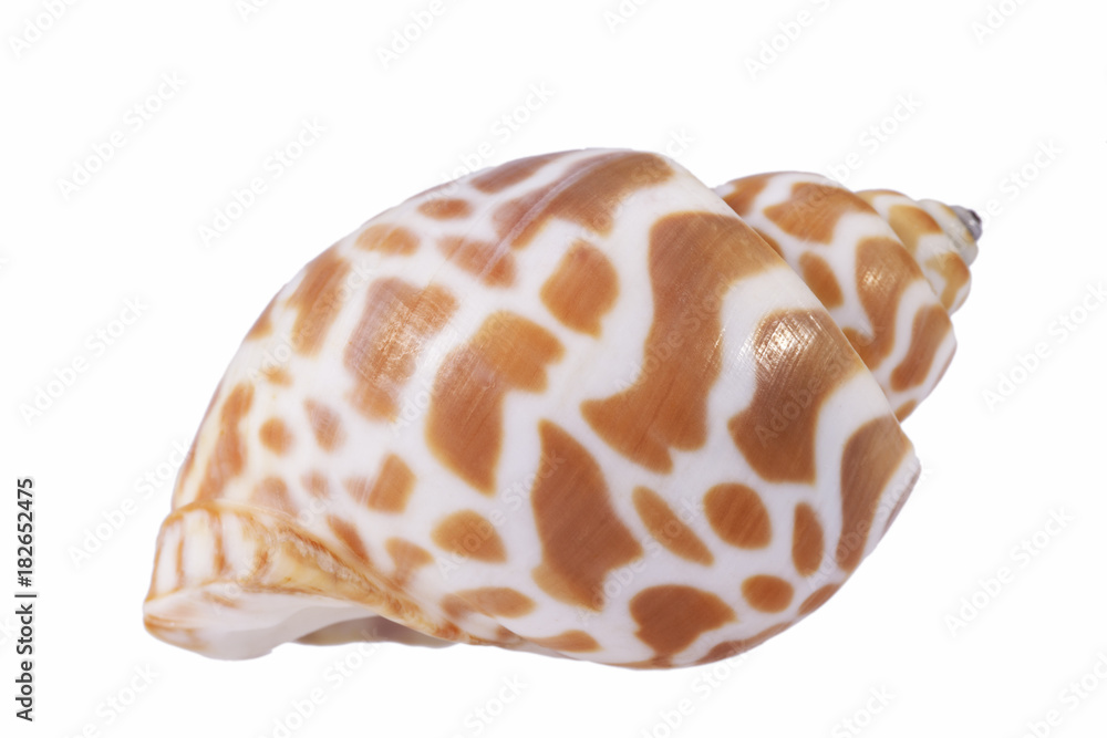 Sea shell of marine snail  isolated on white background