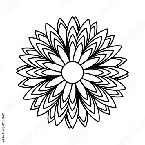 flower vector illustration