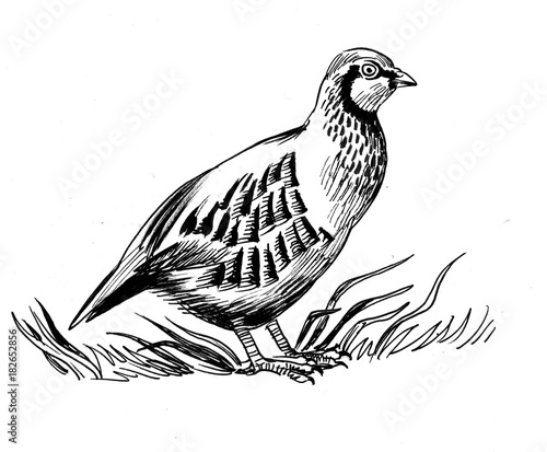 Konstfotografi Partridge bird. Black and white ink illustration.