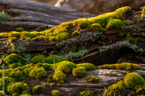 moss covered drift woods in the winter morning