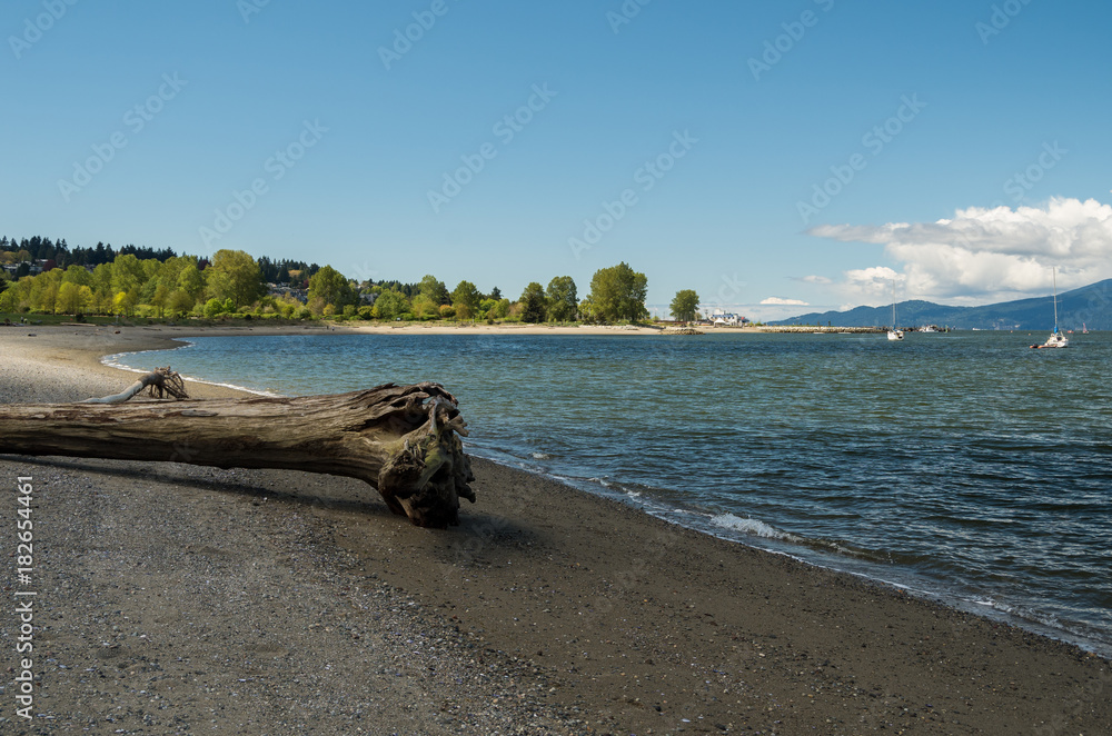 forest, ocean, blue sky and drift wood on the beach