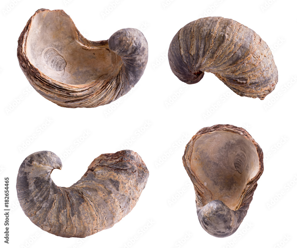 Gryphea dilatata, species of Jurassic oyster. Gryphaeidae marine