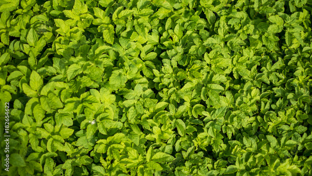 light green leave background light green leave background