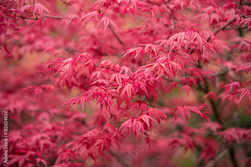 Background of red acer leaves in park