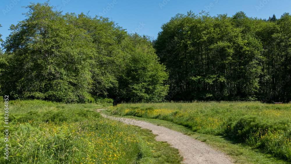 path in the open field