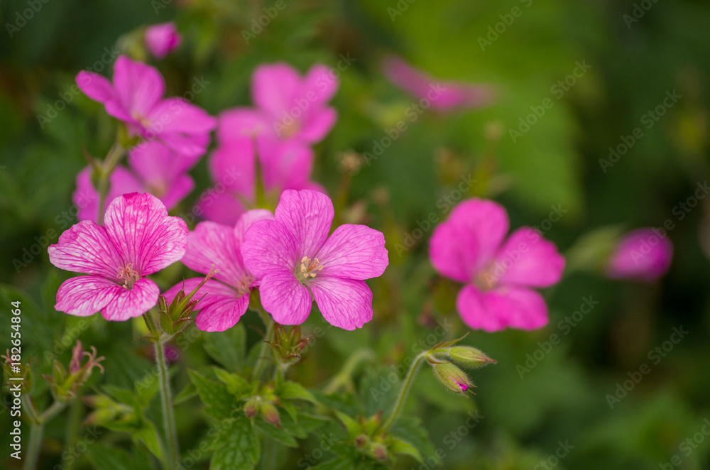 pink flower field with green background