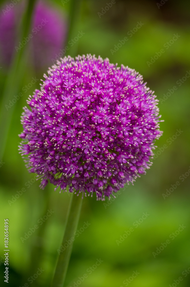 fluffy, ball shaped allium flower fluffy, ball shaped allium flower