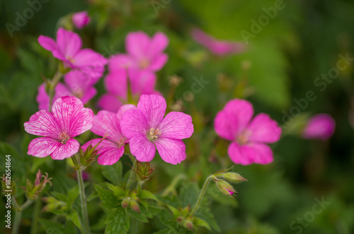 pink flower field with green background © Yi
