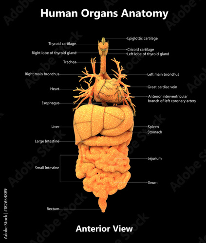 Human Organs Anatomy with Detailed Labels (Anterior View) photo