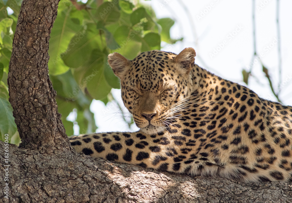 Naklejka premium African Leopard (panthera pardus) sleeping on a large branch in south luangwa national park, zambia