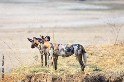 Two Adult Wild Dogs (Lycaon Pictus) standing on the edge of a sandbank looking out over the dry Luangwa Riverbed in Zambia, Southern Africa