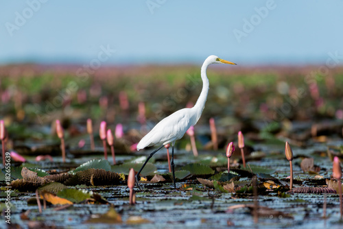 Intermediate Egret or Plumed Egret in wetlands Thale Noi, one of the country's largest wetlands covering Phatthalung, Nakhon Si Thammarat and Songkhla ,South of THAILAND.