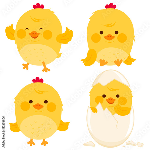 Cute little chicken birds. Vector illustration