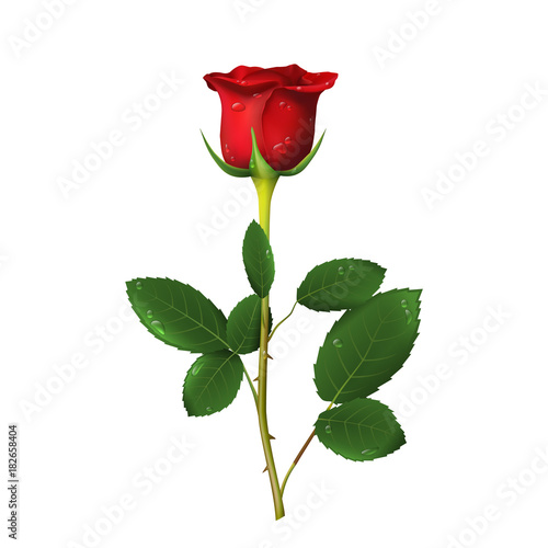 Single beautiful red rose with thorns and drops of water isolated on white background. Vector illustration